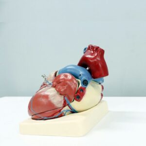 Cardiovascular e Matebólica